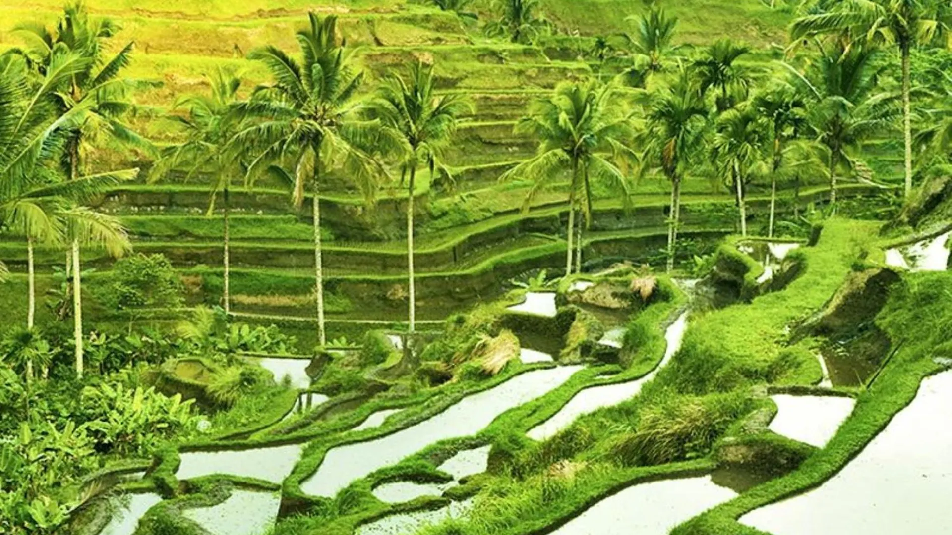 Asvara Villa Ubud By Ini Vie Hospitality  Ubud (Bali)